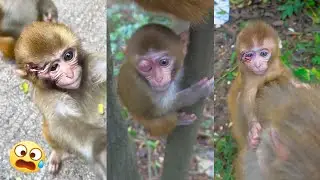 Poor baby monkeys, life in the wild is so hard for them, please give them some food.