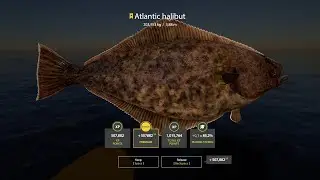 RF4 - Trophy Atlantic Halibut - 203,153kg - landed in 18 minutes