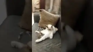 #shortvideo 🐱 kedos