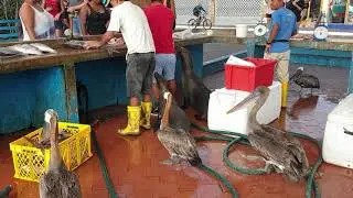 2020-02 - Puerto Ayora, Santa Cruz, Galapagos. Fish market.