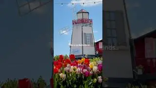 This is not Netherlands.. tulip fields in London