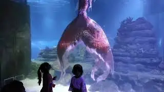 VGP marine kingdom amazing mermaid show and snow city