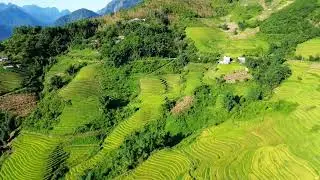 Relaxing Soft Piano Music 🎶 Calm Piano for Studying, Sleeping & Stress Relief