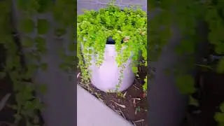 creeping Jenny needing a place to creep #creepingjenny #plantdaddies #youtubeviral #youtubeshorts