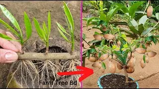 Unique Skill Grafting Sapodilla Tree with Yellow​​​ Pepper and Aloe Vera Make A lot of Fruit