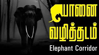 What is the Elephant Corridor - The Right of passage #elephants #forest #destroying #