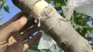 Fig Air lyring Complete process #grafting #airlyring#nature #farming #grapegrowing