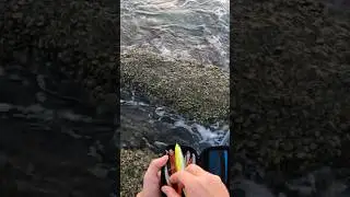 #fishing Challenge 01 - Fisch fangen & essen - #angeln am Paradise Strand #survival #catchandcook