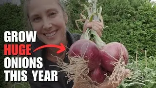 6 Tricks to Grow Massive Onions in Cold Climates