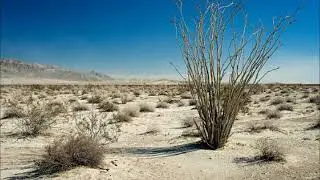 Desert Thorns Alan Zingheim original song MusicByAlan.com
