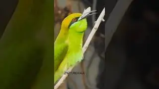 Green Bee Eater Bird eats Butterfly #birdwatching #naturesounds #nature #wildlife #short
