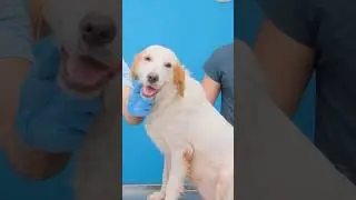 The treatment was a success! Watch this brave dog&rsquo;s incredible recovery journey. #DogRescue