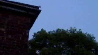 urban bats