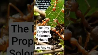 The Day Prophet Sulaiman ( Solomon) Heard an Ant #lessons