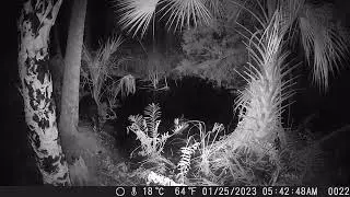 Bayport Swamp Trail Cam Watering Hole 2023