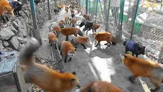 キツネ100匹！Awesome !!! Foxes with winter fur 冬毛のキツネたち＠蔵王きつね村 　2022-11-28