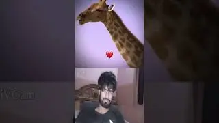 What is giraffe skin used for? #vlog #viral #video #trending #totalgaming #youtubeshorts #youtube