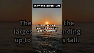 The World&rsquo;s Largest Bird #ostrichfacts