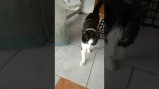 Cat set free after castration