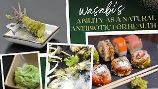 Explore Food Facts About Benefits Health Wasabi This Fun