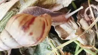 A snail crawling on the ground covered with fallen leaves