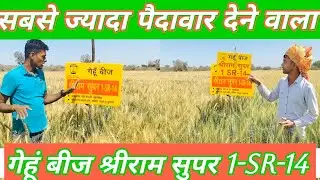 Shriram Super wheat 1-sr-14 #wheat #top #jyada #farming #agriculture 