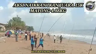 IKAN MAYONG 4.88KG JUARA RM15,000 - PERTANDINGAN MEMANCING DI PANTAI KELULUT, TERENGGANU-15/1/2022