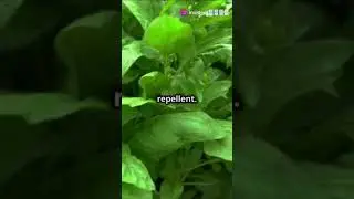 Top 5 Insect Repellent Plants for Your Garden!