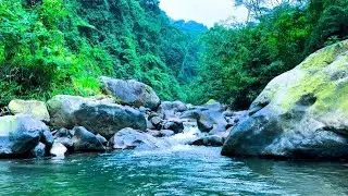 🟢 Beautiful Mountain River Flowing Sound ‼️ Linville River Trout Fishing