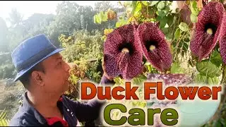 Aristolochia grandiflora बतख का फूल Duck flower care in Container, Permanent vine