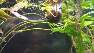Magenta Mystery Snail