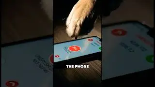 My AI Dog CALLED 911, When I Collapsed! #love #dog #rescue