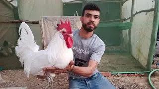 الديك الرومي و ديك الأندلسي الأبيض دجاج جديد في المزرعة أجي تكتاشفو معانا