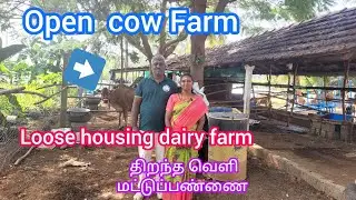 Open  cow Farm / Loose housing dairy farm / திறந்த  வெளி மட்டுப்பண்ணை