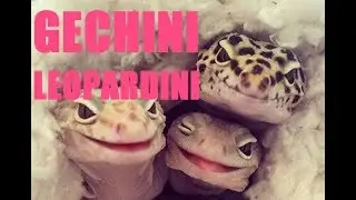 Il Geco Leopardino... Cos'è?
