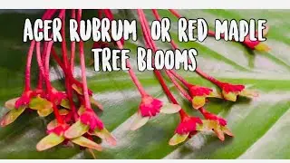 RED MAPLE TREE FLOWER &ldquo;Acer Rubrum &ldquo; #gardenstate #spring2025 #mapleblooms #bloom #flower