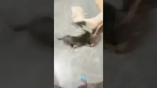 Street Dog's reaction to see me after a month