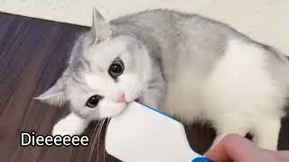 master of indecisiveness #catlogic #catsoftiktok #lovecats #munchkincat #fluffycat #pinknose #animal