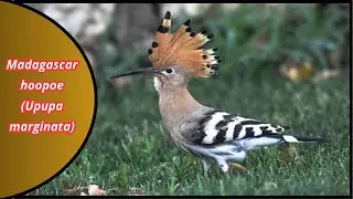 The Majestic Madagascar Hoopoe:Most Beautiful Birds of Africa