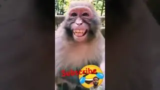 #funny #monkey smile