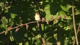 Pied Flycatcher, Artalens-Souin, Hautes-Pyr&eacute;n&eacute;es, France, 24/8/25