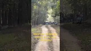 Tiger sighting at Kanha National Tiger Reserve, India | #tigerspotting #tigers #newyear2025 #kanha