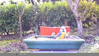 2026 Oiseau M&eacute;sange dans le bain en hiver et moineau sur la branche 💚🐦🚿
