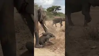 Hathi Kabhi Nahi Bhoolte! 🐘 Inka Pyar Dekh Kar Aap Ro Padenge 😭