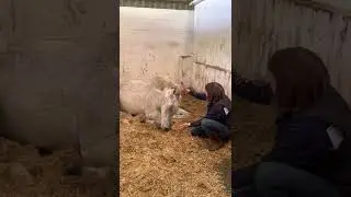 Equine Reiki Session with Percy