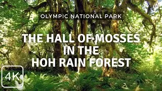 In the Hoh Rain Forest | Hiking the Hall of Mosses Trail | Olympic National Park, Washington