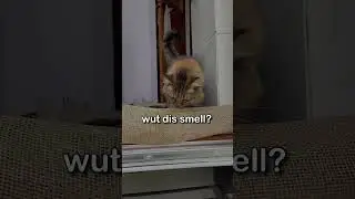 So YOU WANT To let your CAT OUTSIDE 😱 #shorts #wholesome #cats