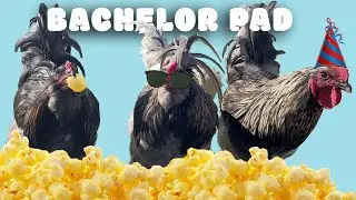 Setting Up Our  Rooster Bachelor Pad