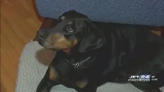 Vets warn about feeding pets Thanksgiving food scraps