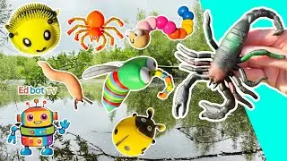 Bug Insect Names & Facts at the Pond for Kids to Learn: Scorpion Rhino Beetle Ladybug